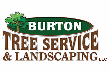 3 Best Tree Services in Los Angeles, CA - Expert Recommendations